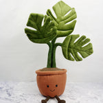 Amuseable Monstera Plant