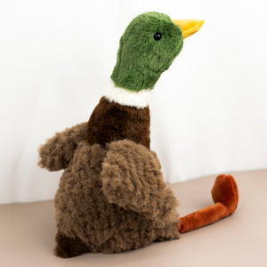 Mallard Duck
