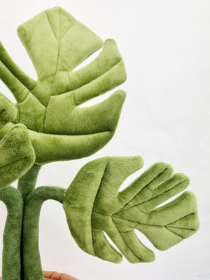 Amuseable Monstera Plant