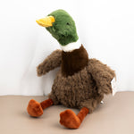 Mallard Duck