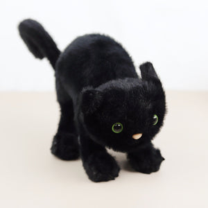 Spookipaws Cat