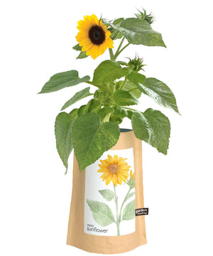 Garden In a Bag - Mini Sunflower