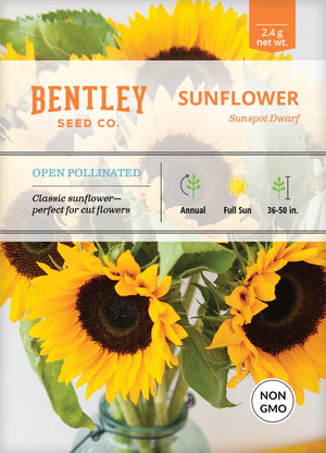 
                
                    Load image into Gallery viewer, Sunflower, Sunspot Dwarf
                
            
