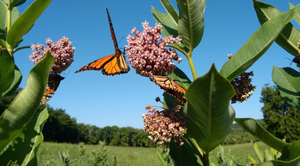 Milkweed