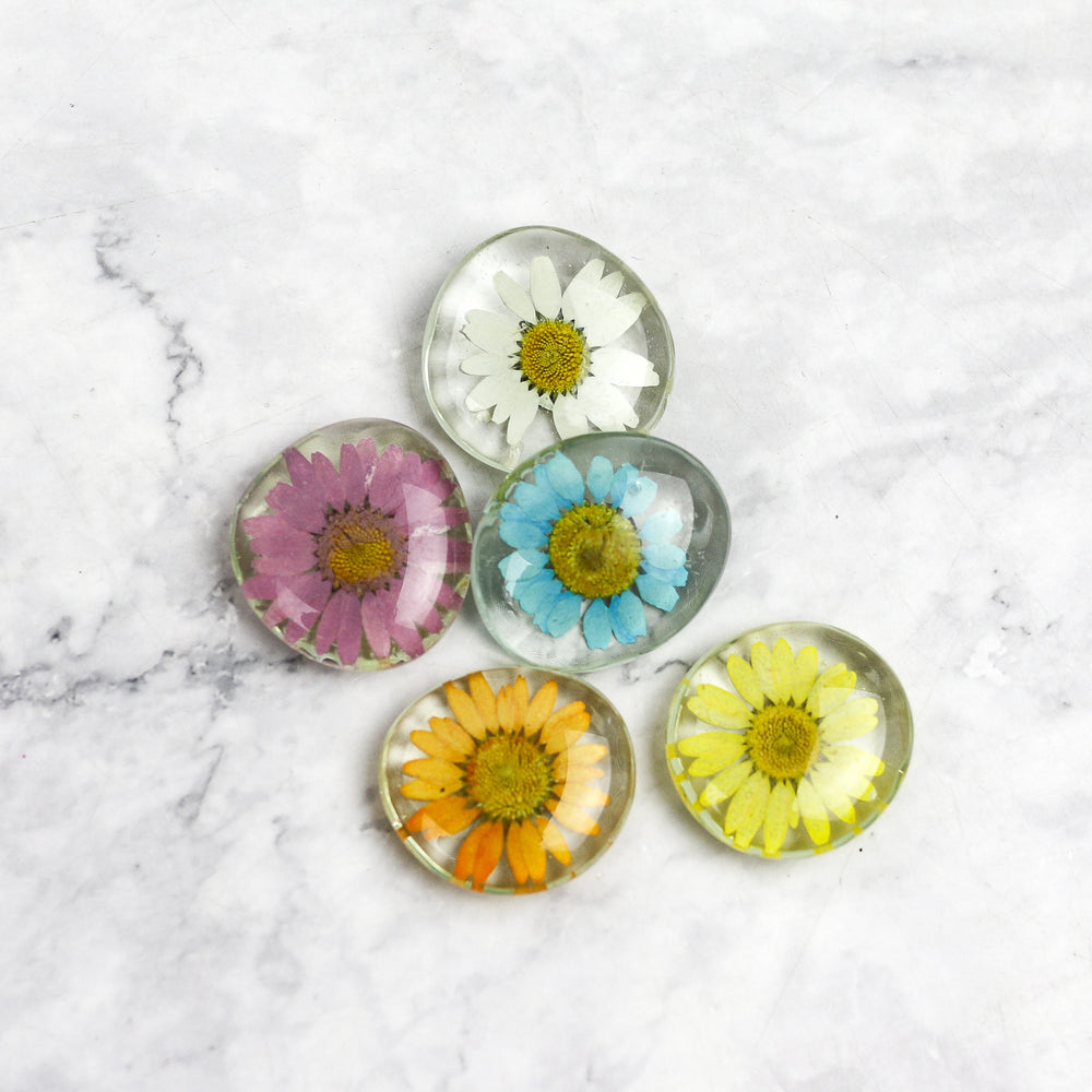 Dried Daisy Glass Magnet